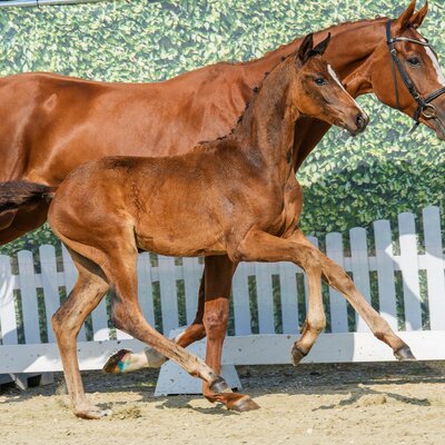 Fantastica by Federer out of Selly bySir Heinrich - Londonderry | Breeder: Ludger Bruland, Ahlen