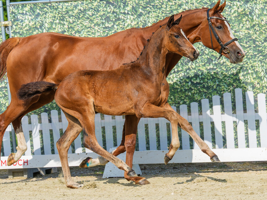 Fantastica by Federer out of Selly bySir Heinrich - Londonderry | Breeder: Ludger Bruland, Ahlen