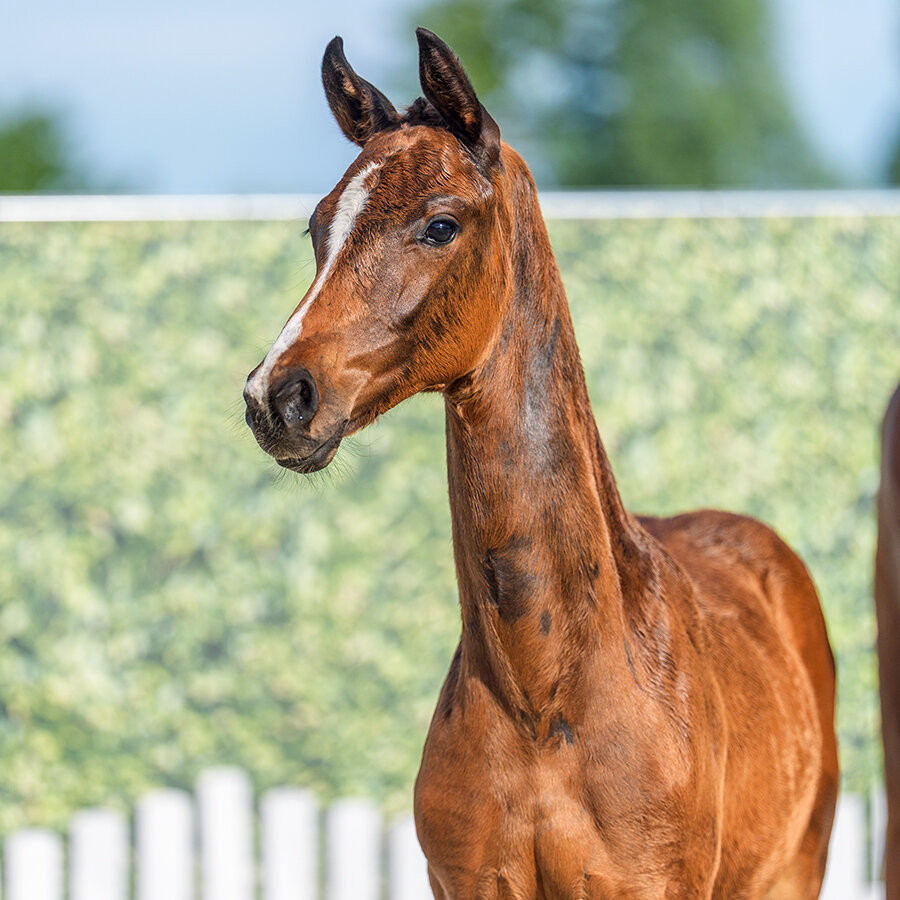 Fantastica by Federer out of Selly bySir Heinrich - Londonderry | Breeder: Ludger Bruland, Ahlen