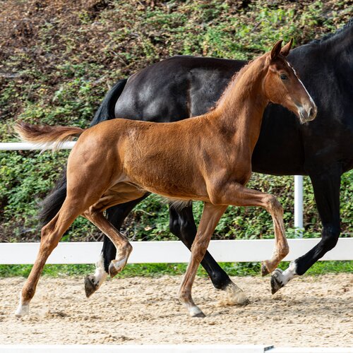 Fiore Rosso by Federer out of Divine Cadeau by Vitalis - De Niro | Breeder: Thomas Wimpissinger