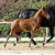 Fiore Rosso by Federer out of Divine Cadeau by Vitalis - De Niro | Breeder: Thomas Wimpissinger