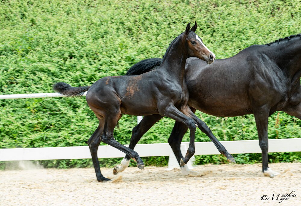 Fabiano LA by Federer out of Waluna by Daily Deal - His Highness | Breeder: Alfred Leser