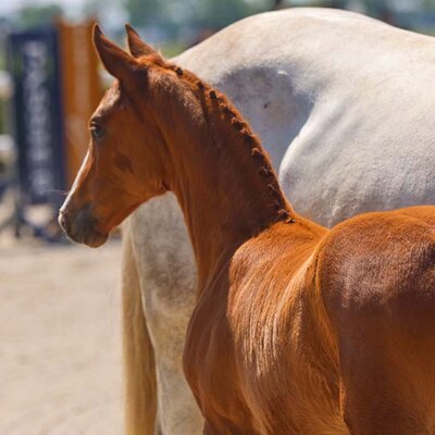 Filly by Federer x Antango x Lycos | Breeder: Hans und Elsbeth Glindemann, Brokstedt