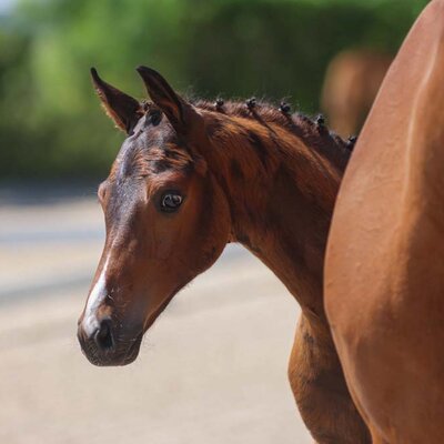 © Colt by Federer out of Felina by Antango x Quaterback | Breeder: Sandra Vukovac, Bassum