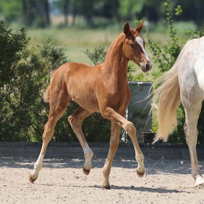 Filly by Federer x Antango x Lycos | Breeder: Hans und Elsbeth Glindemann, Brokstedt