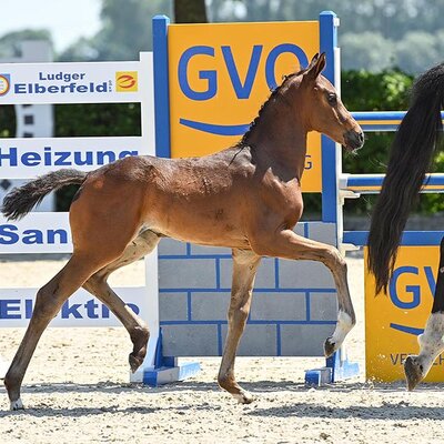 Filly by Federer out of Wild Rose S by Rosengold x De Niro | Breeder: Dirk Struss, Westerstede