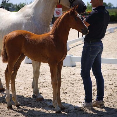 Filly by Federer x Antango x Lycos | Breeder: Hans und Elsbeth Glindemann, Brokstedt