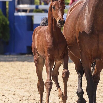 Colt by Federer out of Bonita by Ampère x Donnerschwee | Breeder: Gerd Sosath, Lemwerder