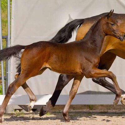 Top price in Verden: Filly by Federer out of Dante's No Limit by Dante's Junior - Now or Never  | Breeder:  Hendrik Schäfer, Vechelde