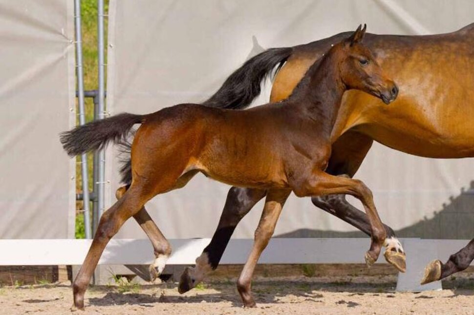 Top price in Verden: Filly by Federer out of Dante's No Limit by Dante's Junior - Now or Never  | Breeder:  Hendrik Schäfer, Vechelde