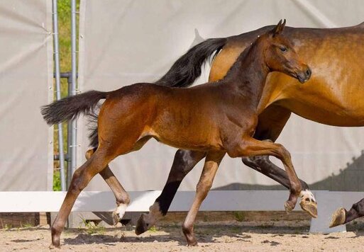 Preisspitze in Verden: Stutfohlen von Federer aus der Dante's No Limit von Dante's Junior - Now or Never  | Züchter:  Hendrik Schäfer, Vechelde