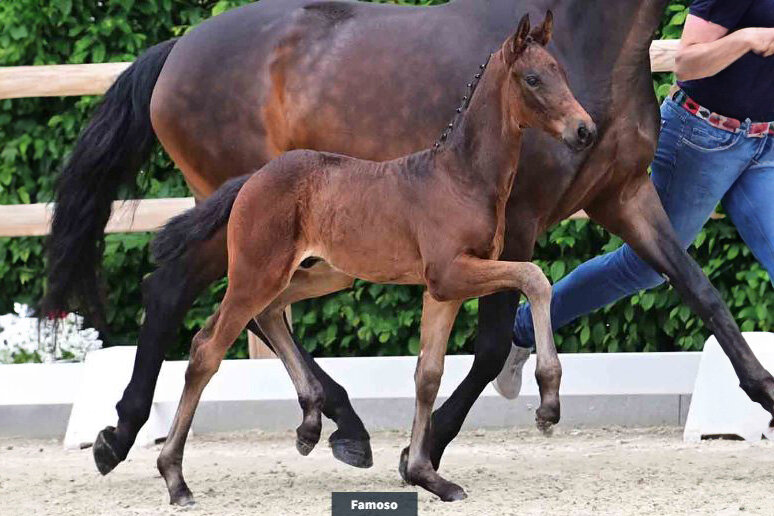 Famoso von Federer aus der Verb.Pr.St. Soleil von Bordeaux - Sandro Hit | Züchter: ZG Freese Korte, Visbek