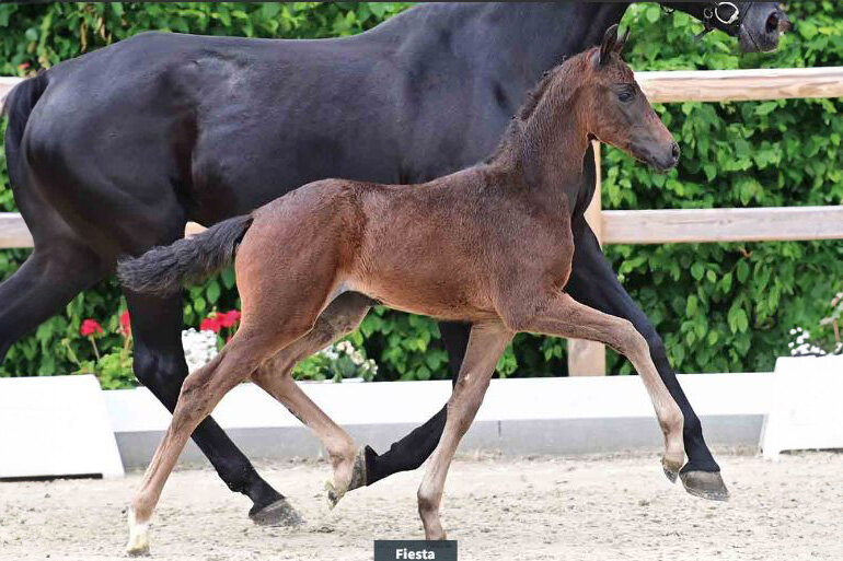 Fiesta von Federer aus der Verb.Pr.St. Havanna von Hotline - Rohdiamant | Züchter: ZG Holthausen GbR, Steinfeld