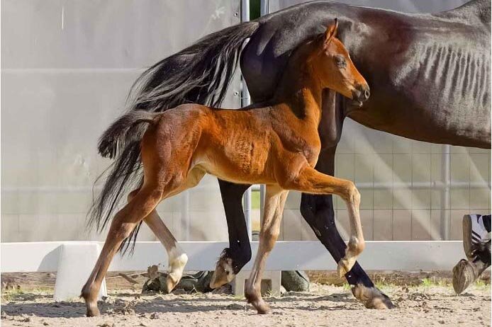 Fabio FB von Federer - Dancier- Carsimo | Züchter: ZG Backhaus, Binnen