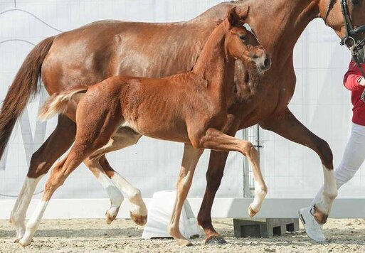 Federleicht von Federer aus der VbPr Vienna W von Veneno - Sunny Boy | Züchter: Lara-Katharina Westebbe, Fröndenberg