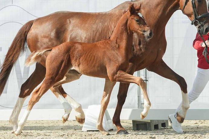 Federleicht von Federer aus der VbPr Vienna W von Veneno - Sunny Boy | Züchter: Lara-Katharina Westebbe, Fröndenberg