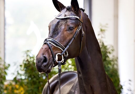 Junghengst von Federer - Dagostini - Stedinger | Z.: Christoph Plate, Beverstedt