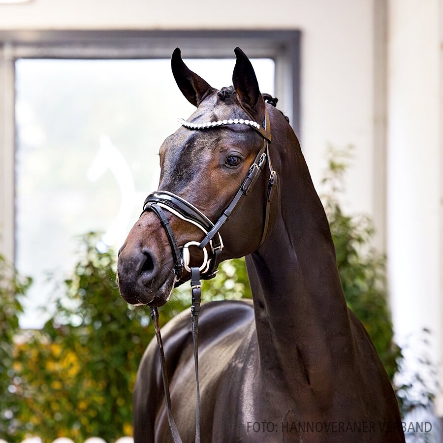Junghengst von Federer - Dagostini - Stedinger | Z.: Christoph Plate, Beverstedt