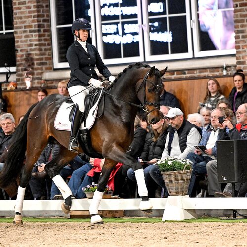 Fine Future by Federer out of Bonita by Ampère - Donnerschwee | Breeder: Gerd Sosath, Lemwerder