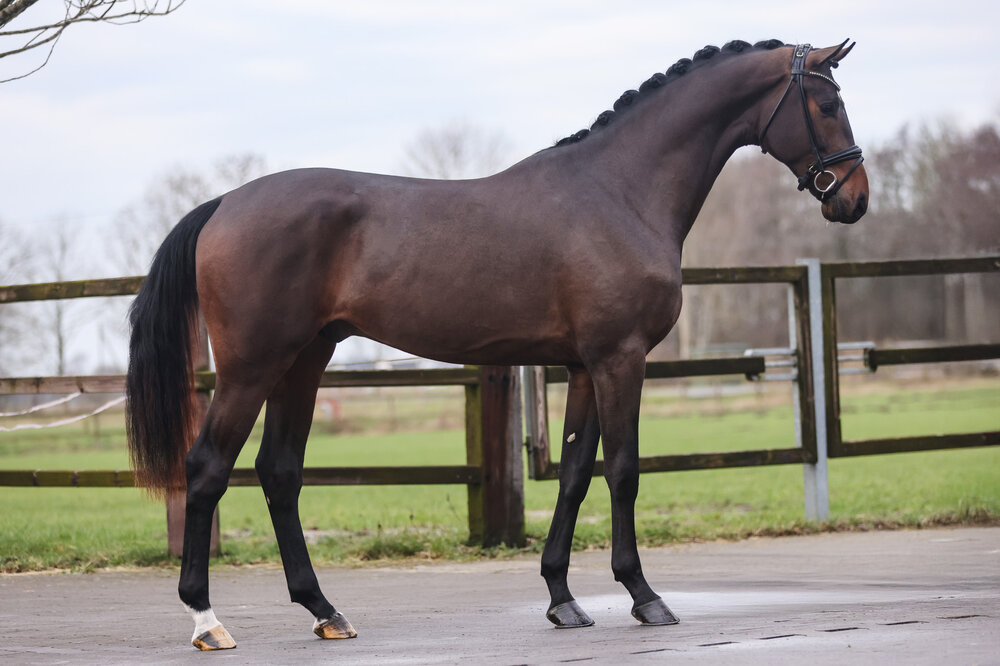 Fine Future von Federer aus der Bonita von Ampère - Donnerschwee | Züchter: Gerd Sosath, Lemwerder