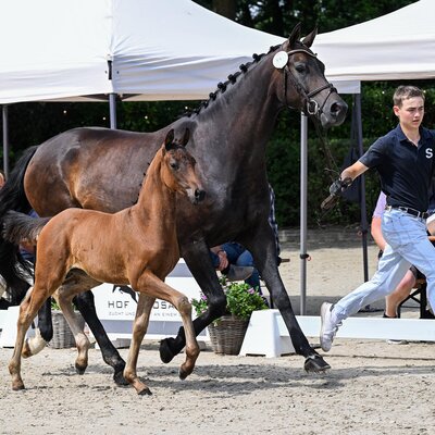 Filly by Fine Future - Vivaldos - For Dance | Breeder: Hendrik Sosath, Lemwerder