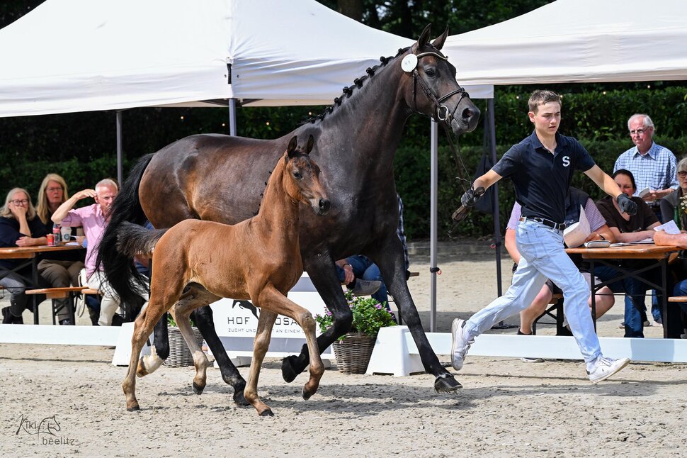 Filly by Fine Future - Vivaldos - For Dance | Breeder: Hendrik Sosath, Lemwerder