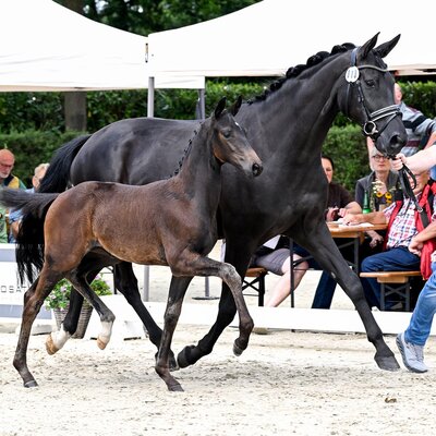 Filly by Fine Future out of Daydream by Bordeaux - Sir Donnerhall II | Breeder: ZG Wilhelminenhof, Dornum