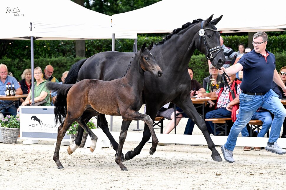Filly by Fine Future out of Daydream by Bordeaux - Sir Donnerhall II | Breeder: ZG Wilhelminenhof, Dornum
