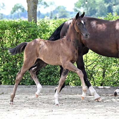 Filly by Fine Future out of Elfenhit by Diamond Hit - De Niro | Breeder: Marlene Helms, Elsfleth