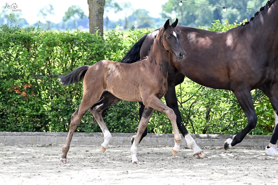 Filly by Fine Future out of Elfenhit by Diamond Hit - De Niro | Breeder: Marlene Helms, Elsfleth