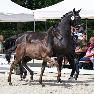 Colt by Fine Future out of Fiorella by Devonport - Romaneur | Breeder: Hans-Gerd Hohnholz, Ganderkesee