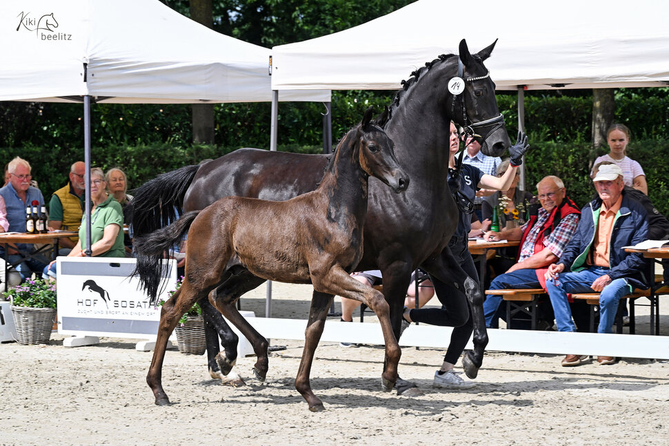 Colt by Fine Future out of Fiorella by Devonport - Romaneur | Breeder: Hans-Gerd Hohnholz, Ganderkesee