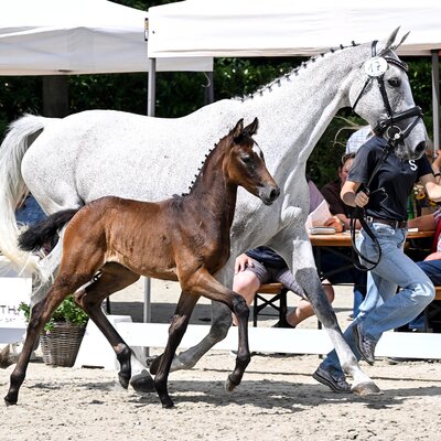 Filly by Fine Future out of Jeanne by Cedric - Landfriese II Breeder: Harma & Leandra van der Berg, Netherlands