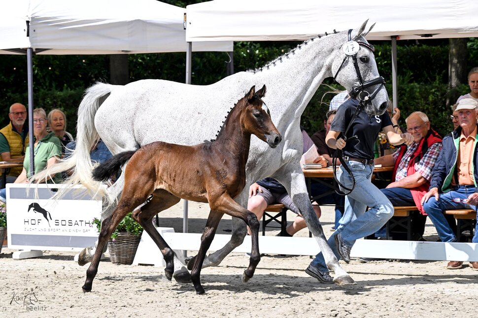 Filly by Fine Future out of Jeanne by Cedric - Landfriese II Breeder: Harma & Leandra van der Berg, Netherlands