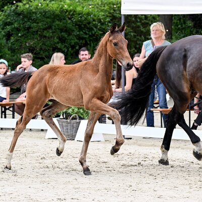 Colt by Fine Future out of Quindira by Florenz - Quaterback | Breeder: Frank Holtz, Wiesmoor