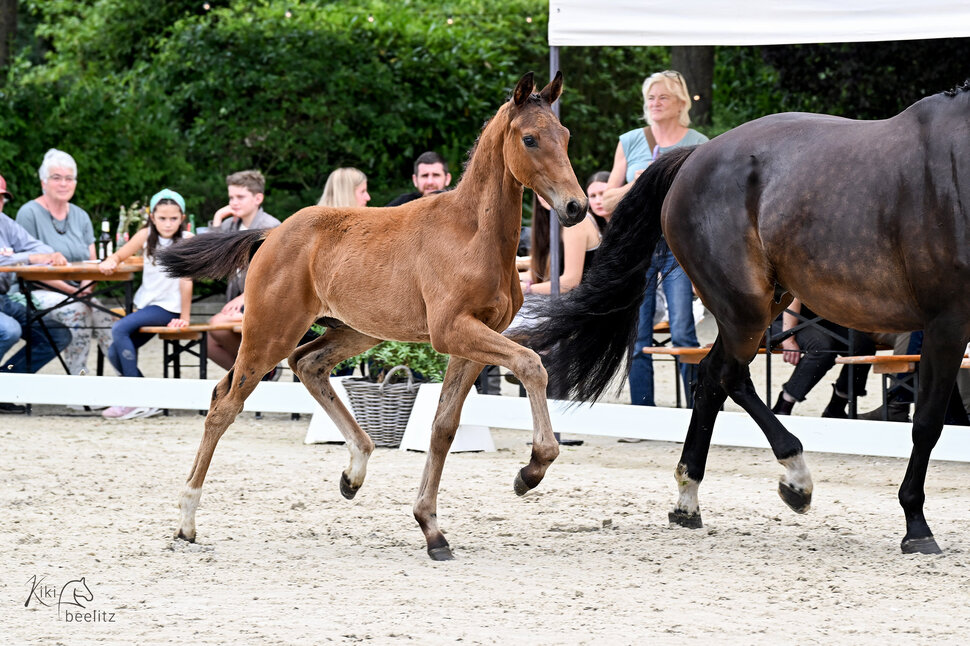Colt by Fine Future out of Quindira by Florenz - Quaterback | Breeder: Frank Holtz, Wiesmoor