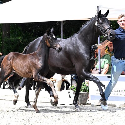Filly by Fine Future out of Ricora by For Dance - San Riant | Breeder: Rainer Gramberg, Ganderkesee