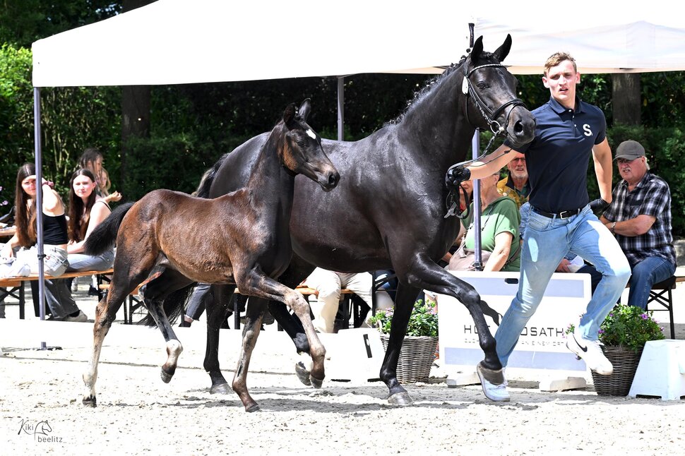 Filly by Fine Future out of Ricora by For Dance - San Riant | Breeder: Rainer Gramberg, Ganderkesee