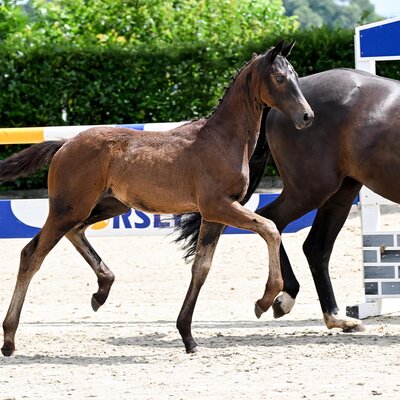 Filly by Fine Future out of Rienna by Fürst Wilhelm - Kardinal | Breeder: Irmtraut Sudhop, Berne