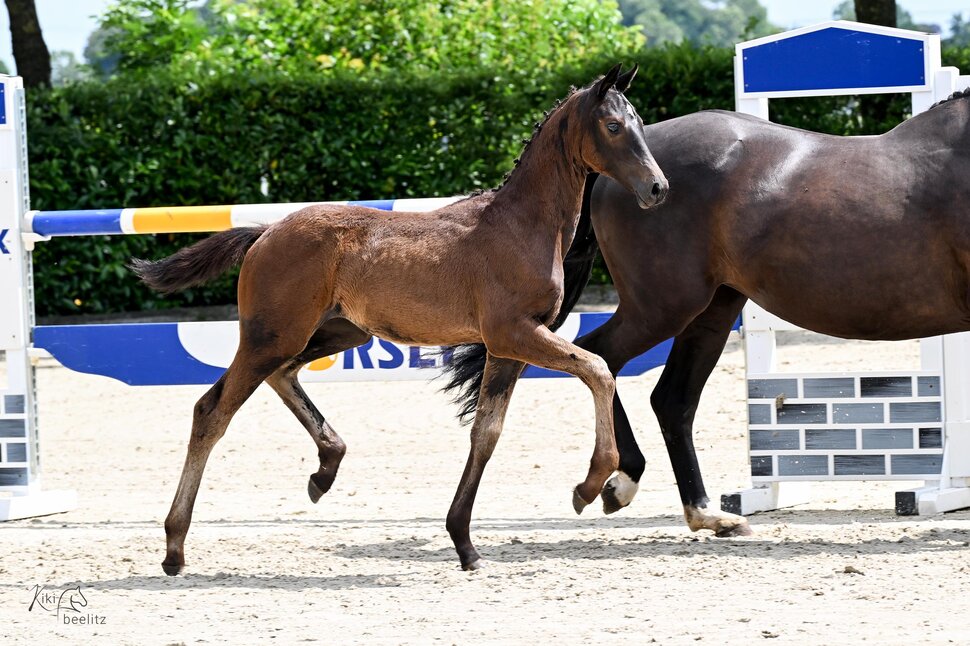 Filly by Fine Future out of Rienna by Fürst Wilhelm - Kardinal | Breeder: Irmtraut Sudhop, Berne