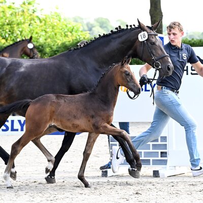 Filly by Fine Future out of Standing Ovation SN by Stoiber SN - Damon Hill | Breeder: Dieter Schmidt, Hude