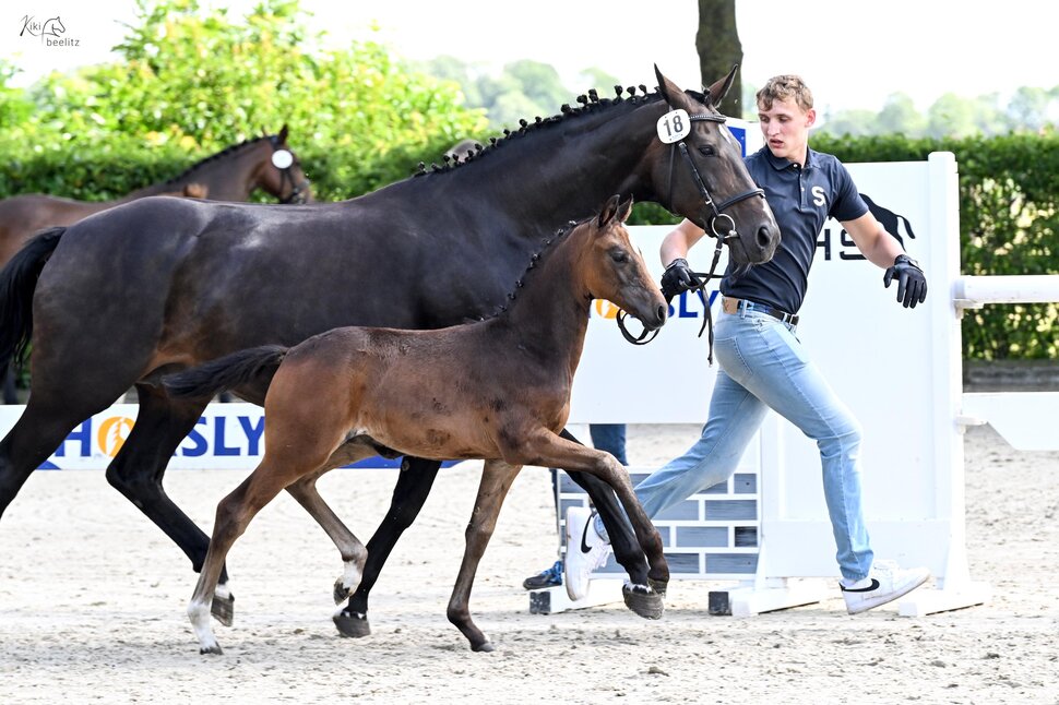 Filly by Fine Future out of Standing Ovation SN by Stoiber SN - Damon Hill | Breeder: Dieter Schmidt, Hude