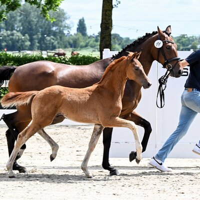 Colt by Fine Future out of Veraja by Quality - Stedinger | Breeder: Frank Frerichs, Edewecht