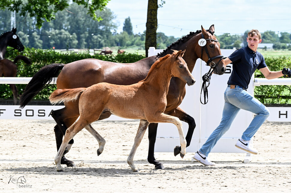 Colt by Fine Future out of Veraja by Quality - Stedinger | Breeder: Frank Frerichs, Edewecht