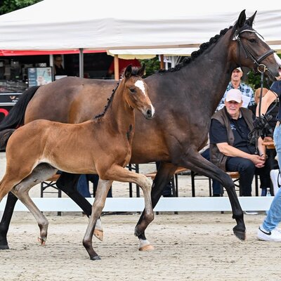 Filly by Fine Future - Fürst Belissaro - Stedinger | Breeder: Miriam Kärsch-Kleine, Berne