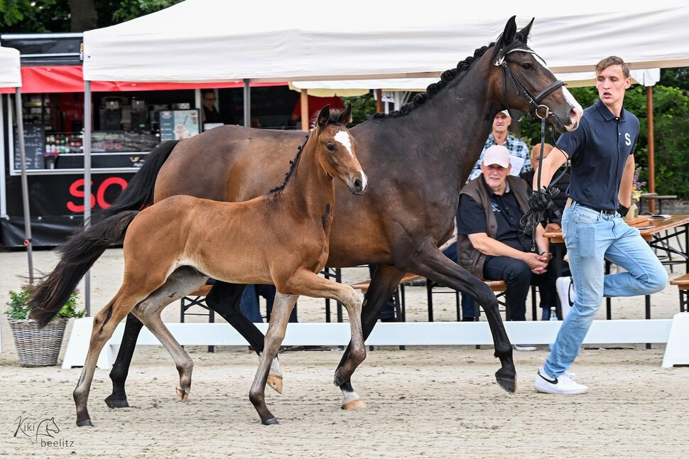 Filly by Fine Future - Fürst Belissaro - Stedinger | Breeder: Miriam Kärsch-Kleine, Berne