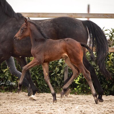 Filly by Finishing Touch