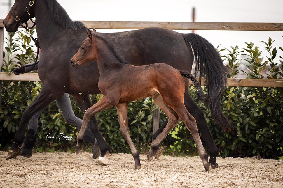 Filly by Finishing Touch
