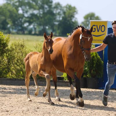 Colt by Finishing Touch out of Emilia by Contendro x Argentano | Breeder: Petra Funke, Varel