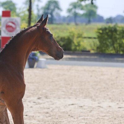 Filly by Finishing Touch out of Quindy Ridge by Quality x Wilander | Breeder: Heinz-Dieter Tünnermann